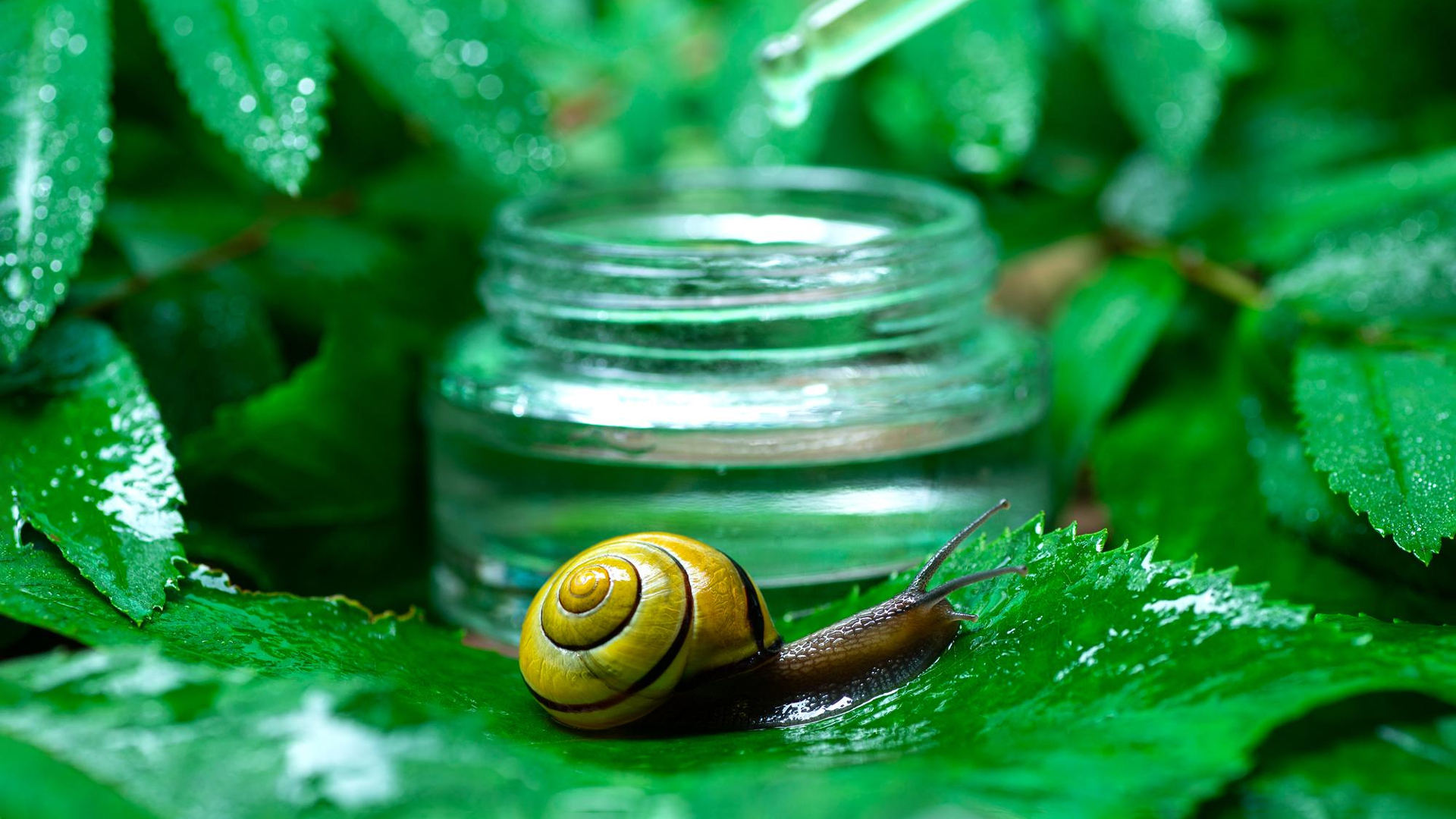 Is Snail Mucin Cruelty Free?