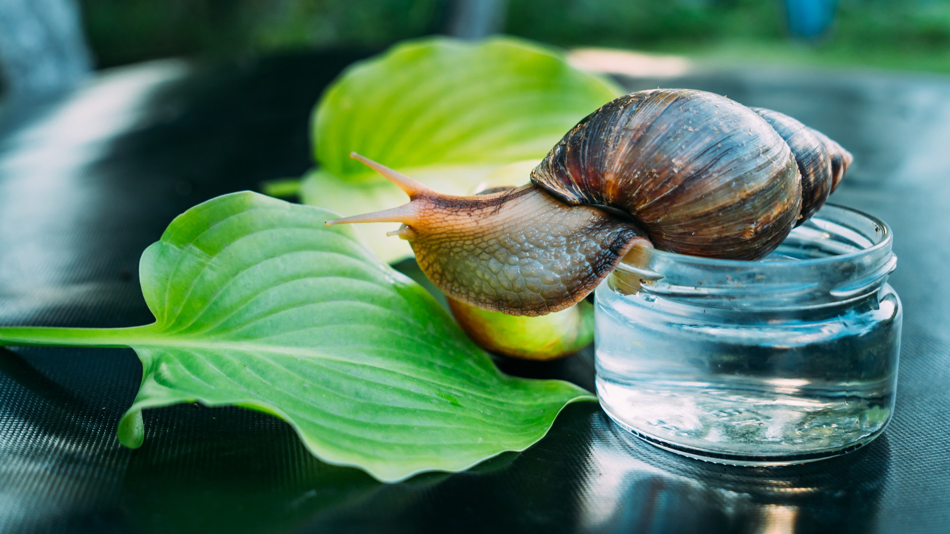 Snail Slime Face Mask